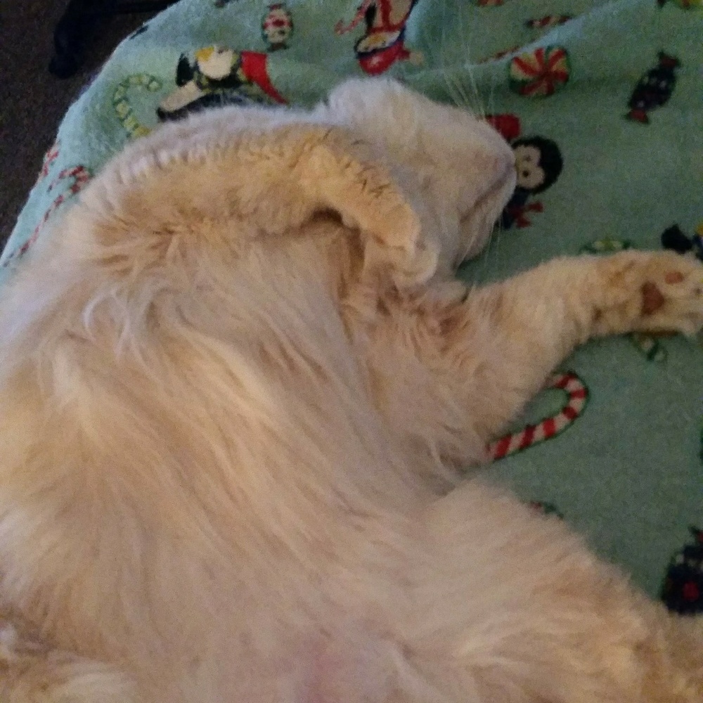 Jazzy&Duke (not for sale)